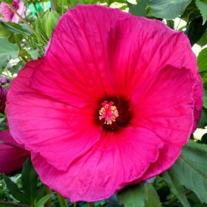 Hibiskus bylinowy (Hibiscus moscheutos) Sultry Kiss zdjęcie 1