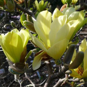 Magnolia Daphne rewelacyjna c5 zdjęcie 2