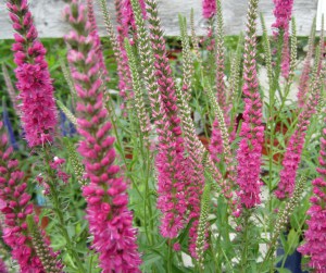 Przetacznik kłosowy (Veronica Spicata) Red Fox zdjęcie 5