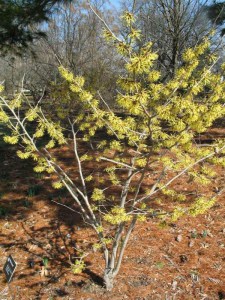Oczar  złotożółty (Hamamelis) Westerstede c4 zdjęcie 7