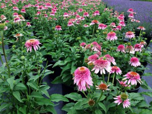 Jeżówka purpurowa (Echinacea) Butterfly zdjęcie 4
