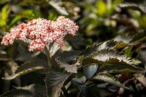 Bez czarny (Sambucus nigra) Black Tower c3 zdjęcie 4