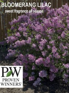 Lilak (Syringa) Bloomerang Bez Pink Perfume c1 zdjęcie 6