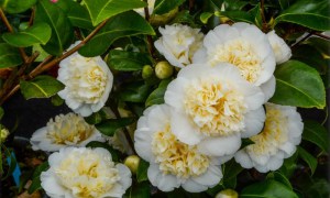 Kamelia japońska (Camelia japonica) Brushfield Yellow c2 zdjęcie 4