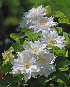 Powojnik (Clematis) Duchness of Edinburg c2 zdjęcie 5