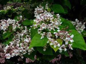 Katalpa, surmia (Catalpa bignonioides) Aurea c5 zdjęcie 4