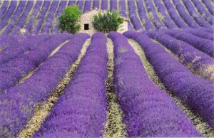 Lawenda sadzonka | odmiana Dark Hidcote Blue zdjęcie 5
