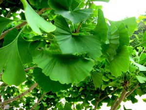 Miłorząb japoński (Ginkgo biloba) c3 zdjęcie 4