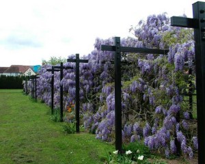 Glicynia chińska (Wisteria chinensis) Amethyst c2 zdjęcie 4