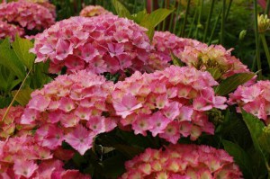 Hortensja Fantasia Forever & Ever (Hydrangea) c4 zdjęcie 4