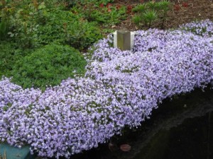 Floks szydlasty (Phlox subulata) Emerald Cushion Blue c1 zdjęcie 5