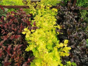 Pęcherznica kalinolistna (Physocarpus opuliofolius) Dart's Gold c2 zdjęcie 4