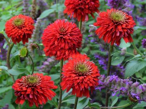 Jeżówka purpurowa (Echinacea) Hot Papaya zdjęcie 4