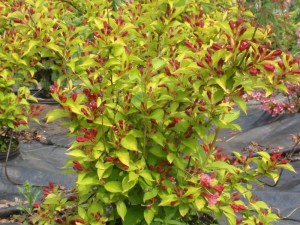 Krzewuszka (Weigela) Aurea sadzonka zdjęcie 5