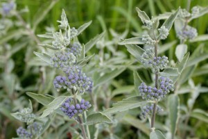 Barbula klandońska (Caryopteris clandonensis) Sterling Silver 7
