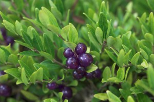 Suchodrzew chiński (Lonicera pileata) Moss Green zdjęcie 5