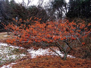 Oczar pośredni (Hamamelis intermedia) Aphrodite c5 zdjęcie 3