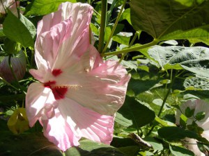 Hibiskus bylinowy (Hibiscus moscheutos) Nippon Blush zdjęcie 4
