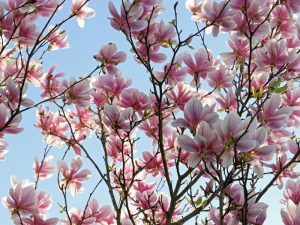 Magnolia pośrednia (Magnolia soulangeana) c3 zdjęcie 4