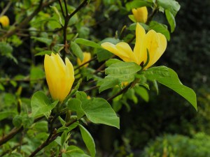 'Magnolia Daphne żółta rewelacyjna c5 zdjęcie 4' Magnolia Daphne żółta rewelacyjna c5 zdjęcie 4