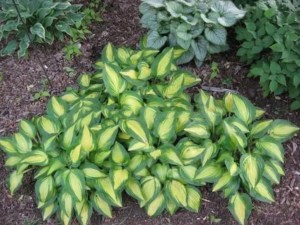 Funkia (Hosta) Little Sunspot zdjęcie 4