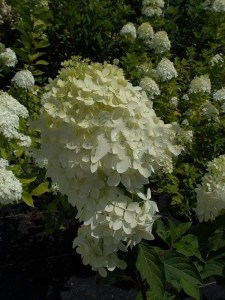 Hortensja bukietowa Phantom Hydrangea c3 zdjęcie 5