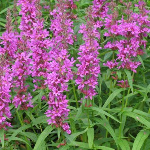 Krwawnica rózgowata (Lythrum virgatum) Little Robert 4