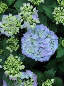 Hortensja ogrodowa niebieska (Hydrangea) Jip Blue c3 zdjęcie 3