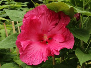 Hibiskus bylinowy (Hibiscus moscheutos) Jazzberry Jam zdjęcie 5