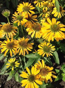 Jeżówka purpurowa (Echinacea) Golden Skipper zdjęcie 4