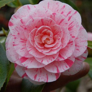 Kamelia japońska (Camellia japonica) Lavinia Maggi zdjęcie 1