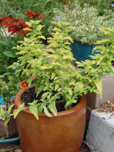 Barbula Caryopteris Hint of Gold 4