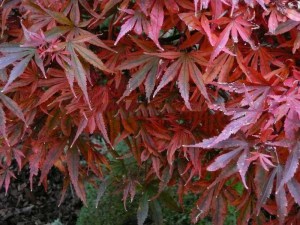 Klon palmowy szczepiony (Acer palm.) Shaina c4 zdjęcie 5