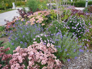 Rozchodnik ogrodowy (Sedum hybridum) Matrona zdjęcie 5