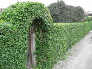 Morwa czarna (Morus nigra) jadalne owoce zdjęcie 7