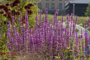 Krwawnica rózgowata (Lythrum virgatum) Dropmore Purple 5