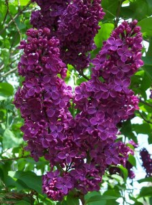 Bez - Lilak (Syringa) Ludwig Spaeth c2 zdjęcie 5