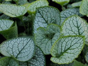 Brunera wielkolistna (Brunnera macrophylla) Sea Heart zdjęcie 5