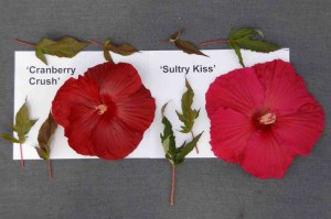 Hibiskus bylinowy (Hibiscus moscheutos) Sultry Kiss zdjęcie 7