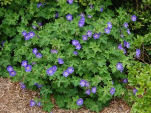 Bodziszek mieszańcowy (Geranium hybridum) Rozanne 3
