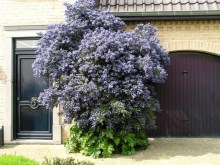 Prusznik (Ceanothus impressus) Victoria c1 zdjęcie 5
