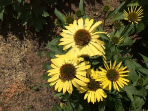 Jeżówka purpurowa (Echinacea) Cleopatra zdjęcie 4