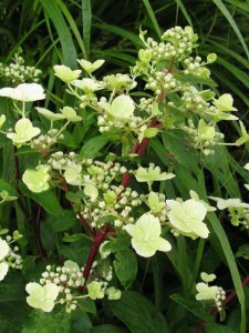 Hortensja bukietowa (Hydrangea paniculata) Wims Red c3 zdjęcie 4