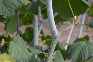 Klon zielonokory (Acer tegmentosum) c3 zdjęcie 4