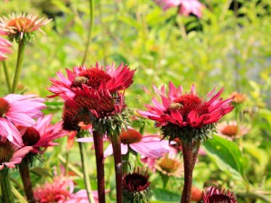 Jeżówka purpurowa (Echinacea) Fatal Attraction zdjęcie 6