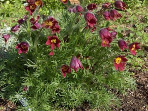Sasanka (Pulsatilla) czerwona sadzonka zdjęcie 5