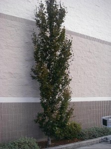Buk pospolity (Fagus sylvatica) Dawyck Purple c4 zdjęcie 5