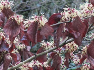 Oczar  żółty (Hamamelis) Pallida c4 zdjęcie 4