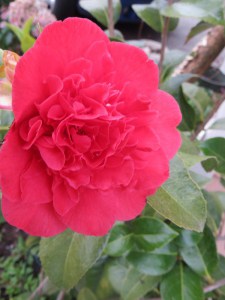 Kamelia japońska (Camelia japonica) Kramer's Surprise zdjęcie 4