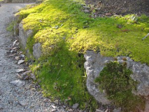 Karmnik ościsty (Sagina subulata) Lime Moss 3